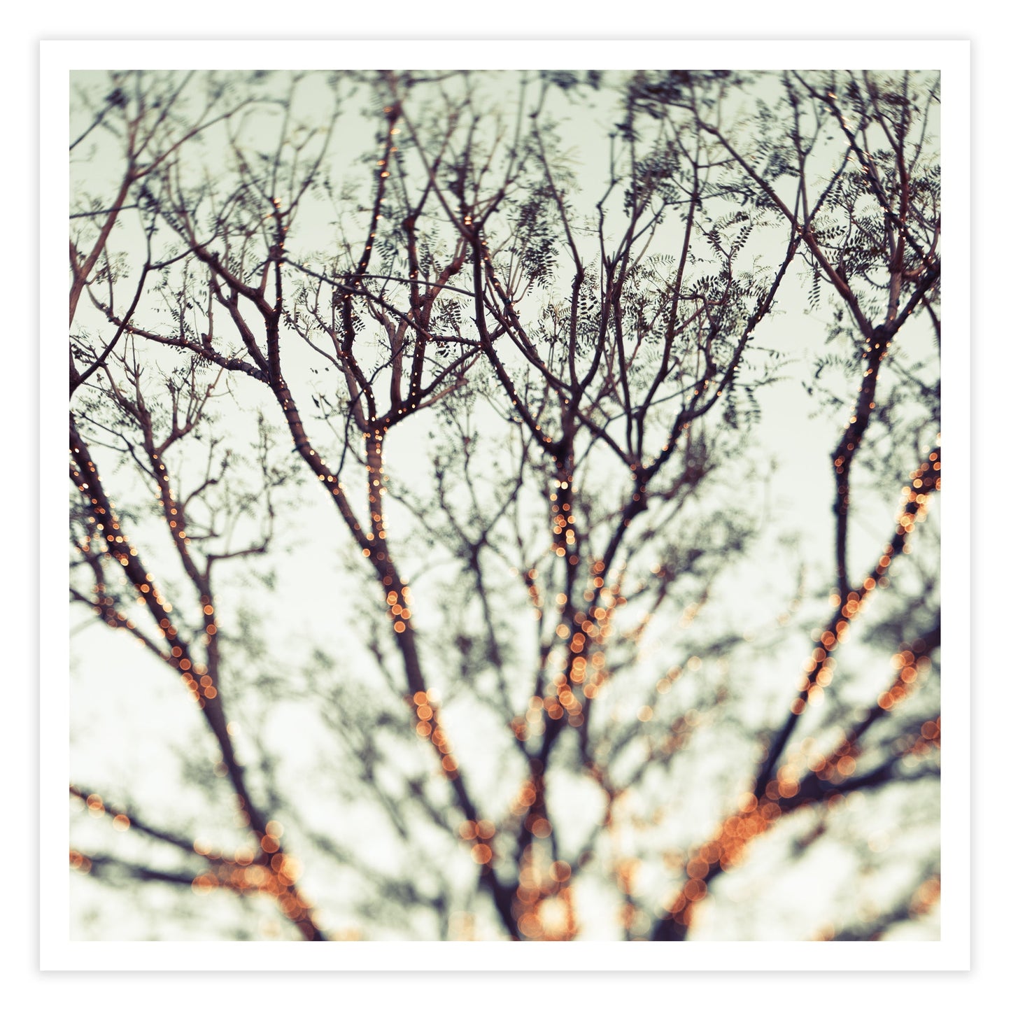 Fairy Lights Fine Art Print